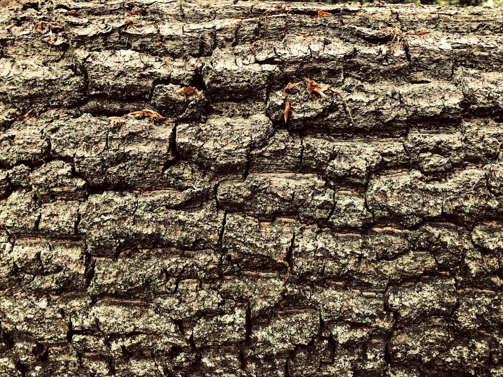 Über mich – Mobiler Holzschnitt