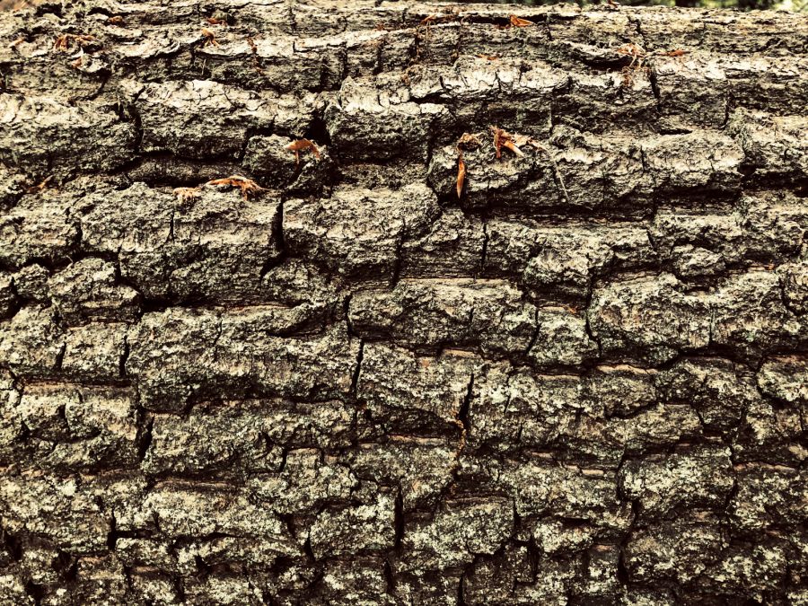 Photo by Clem Onojeghuo on Unsplash